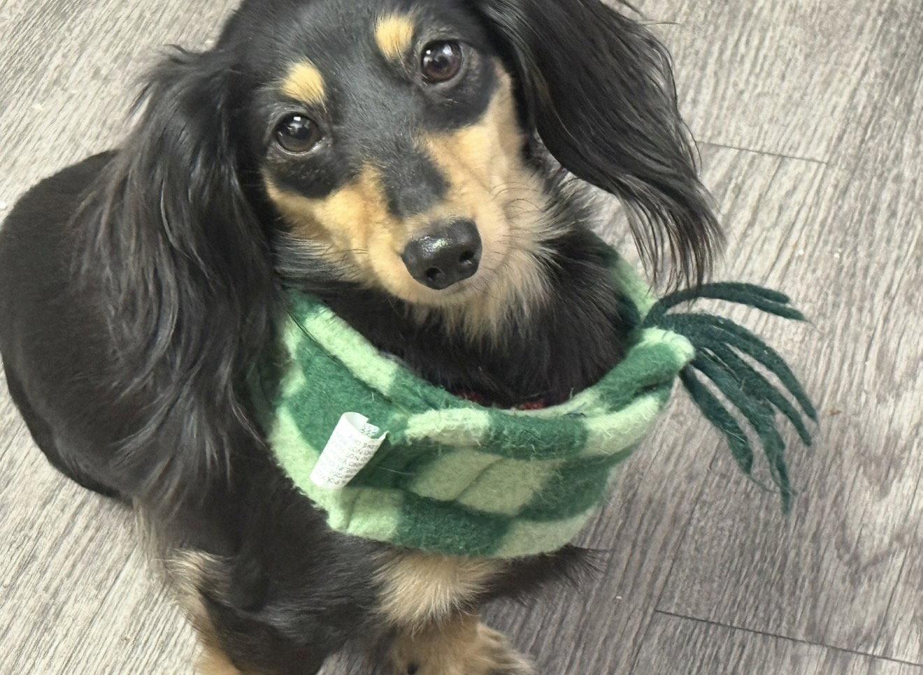 Enlarge Macy, a Adopted Dachshund in West Columbia, SC image 3/3