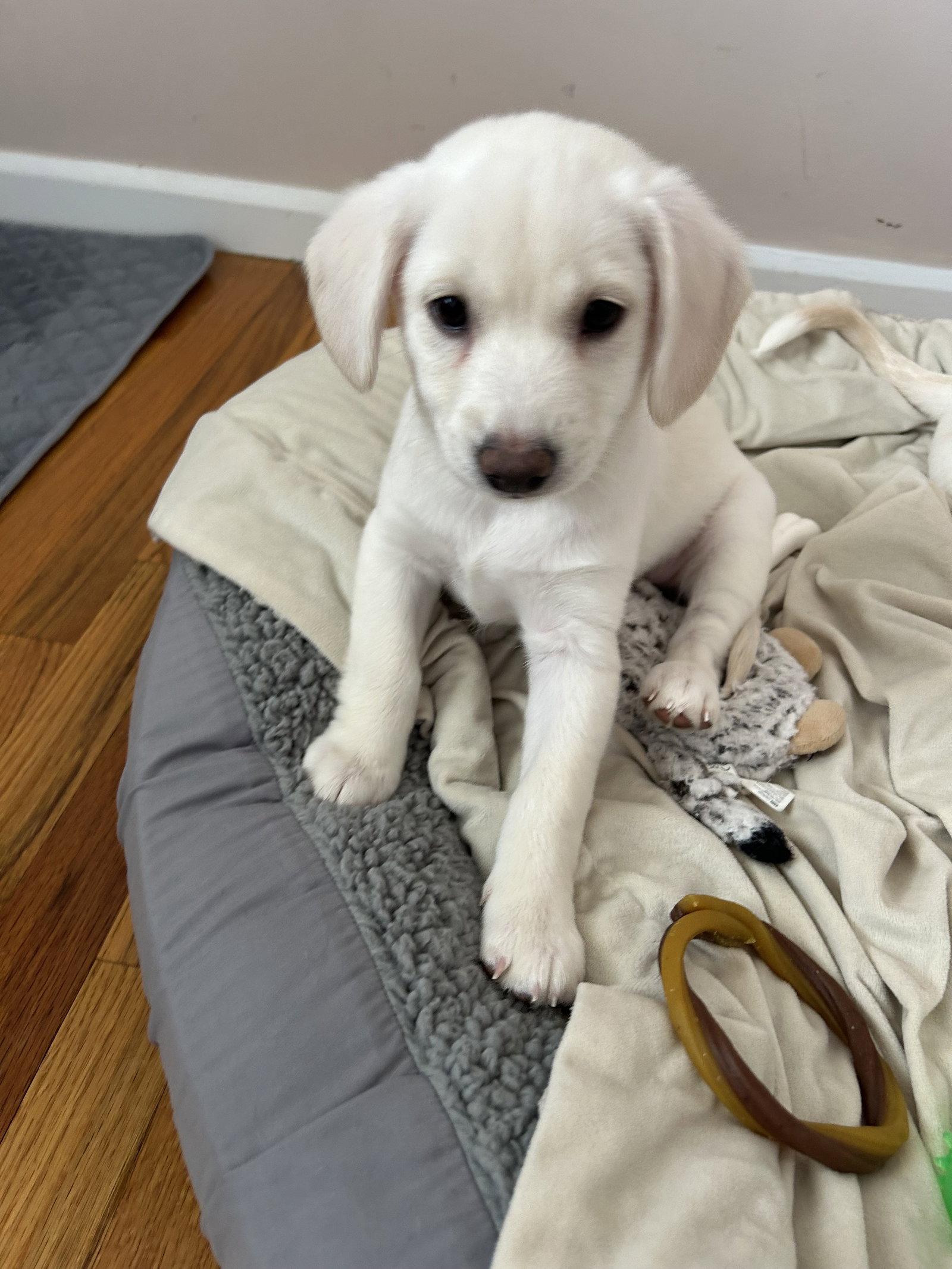 Flurry, Adopted, Young Female Cattle Dog.