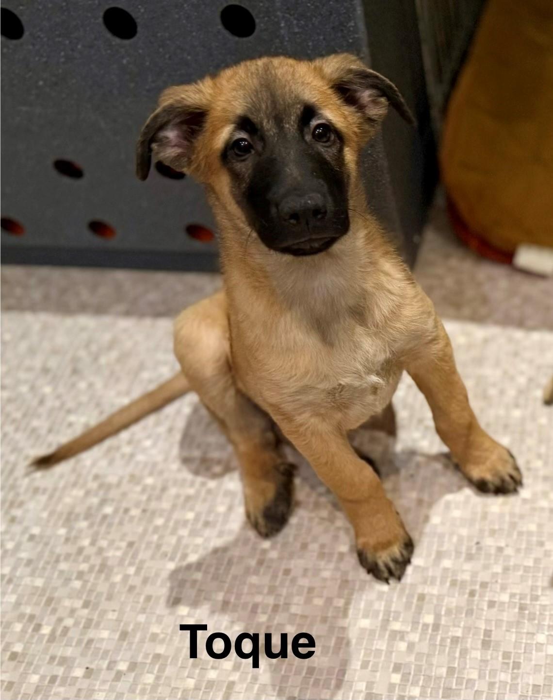 Toque, a ADOPTABLE mixed breed in Oshawa, ON image 4/4