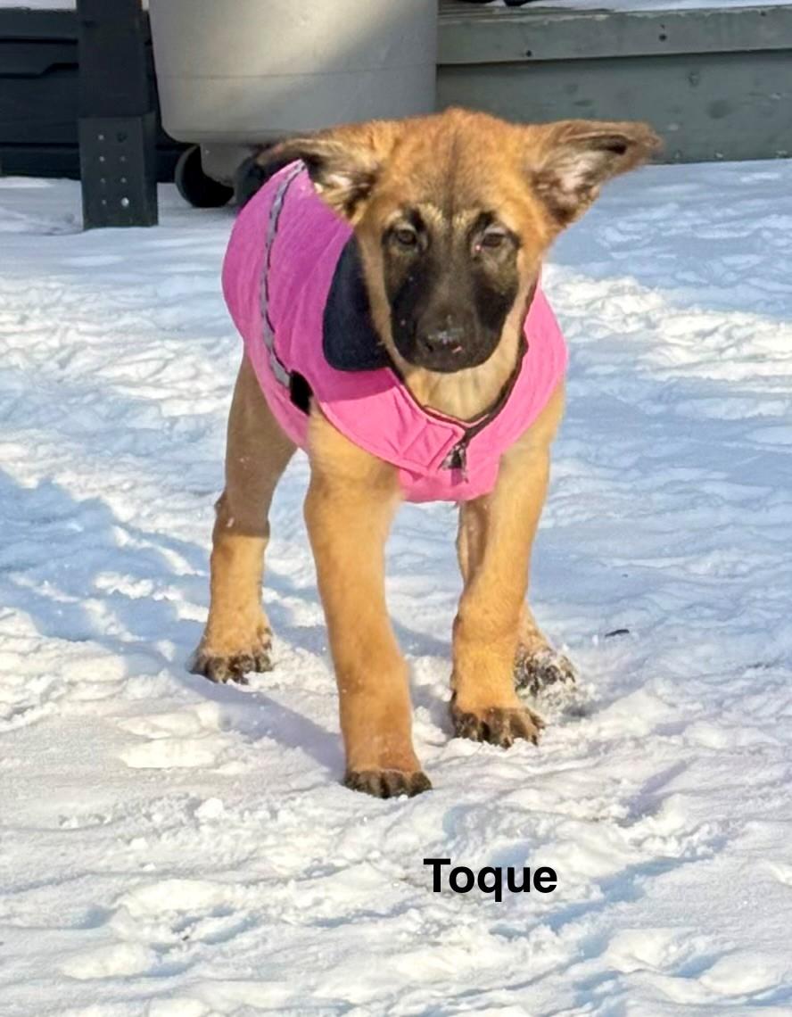 Toque, a ADOPTABLE mixed breed in Oshawa, ON image 1/4