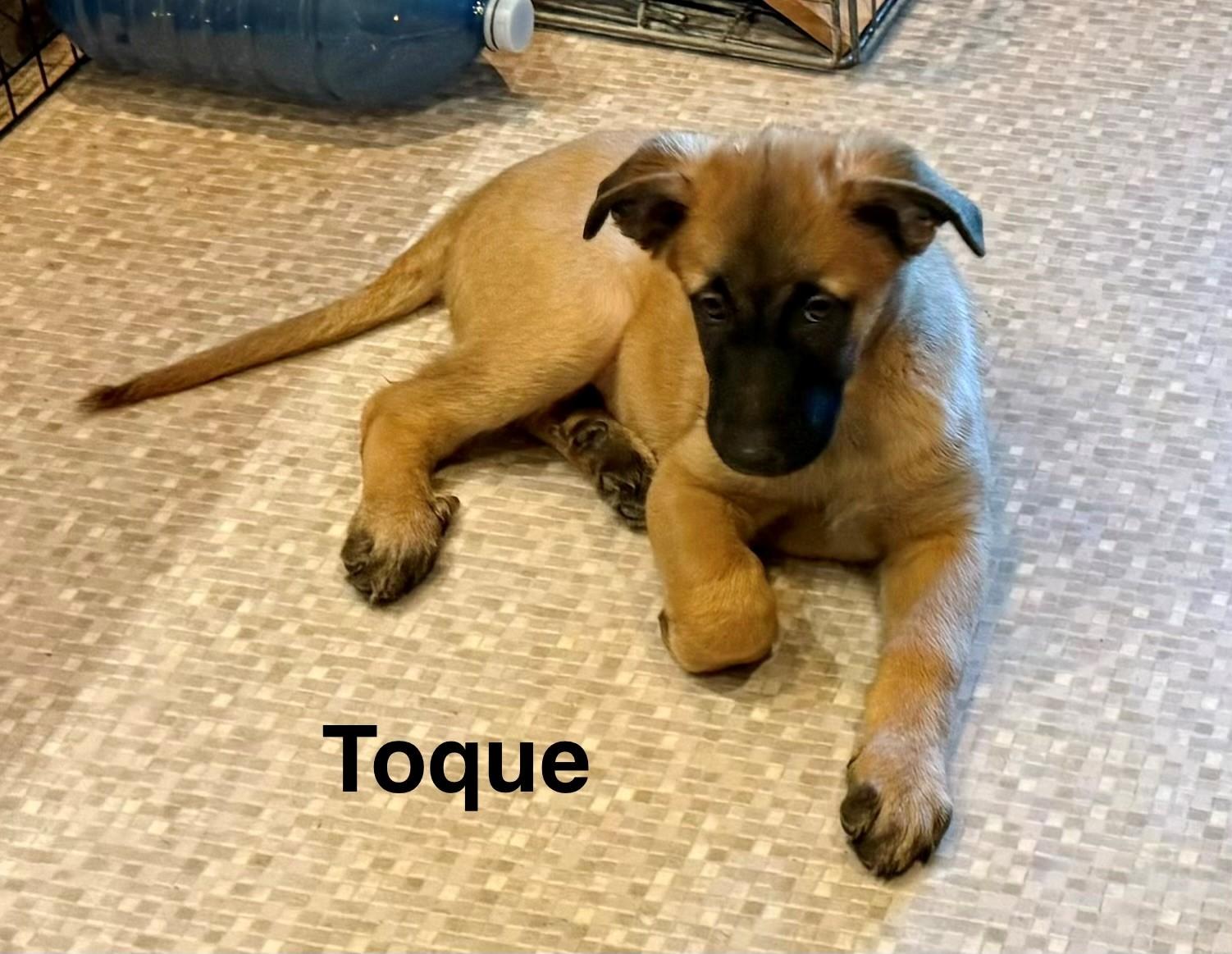 Toque, a ADOPTABLE mixed breed in Oshawa, ON image 3/4