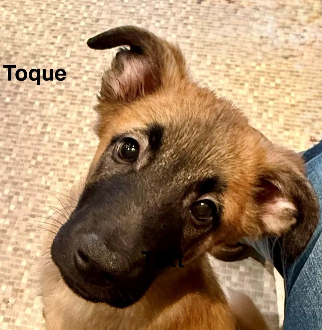 Toque, a ADOPTABLE mixed breed in Oshawa, ON image 2/4