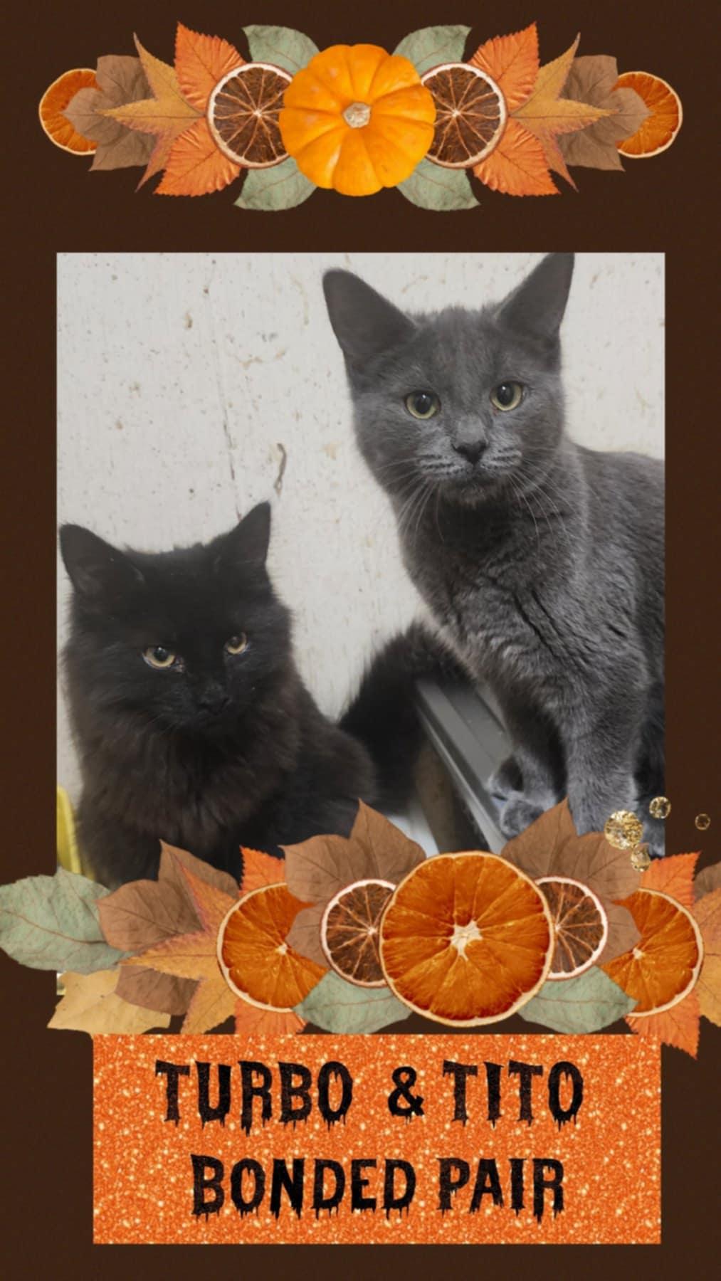 Enlarge TURBO & TITO, a Adoptable Domestic Short Hair in Fitchburg, WI image 1/1
