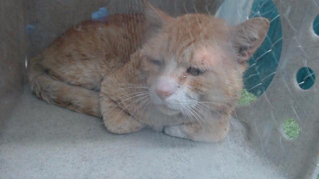 Enlarge GRAESKAR, a Adoptable Domestic Short Hair in Downey, CA image 1/1