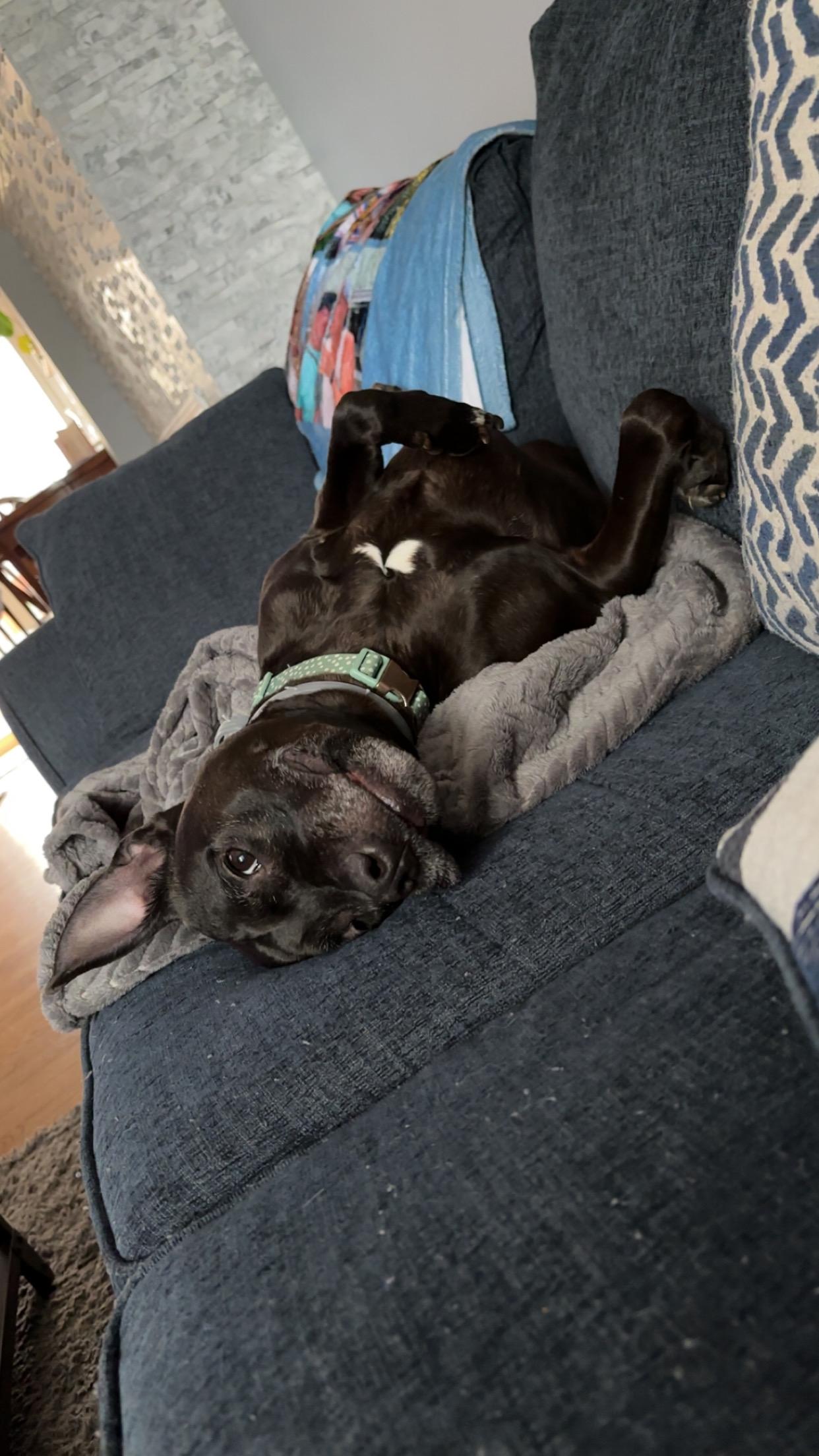 Enlarge Cali, a Adoptable mixed breed in Merrimac, MA image 3/4