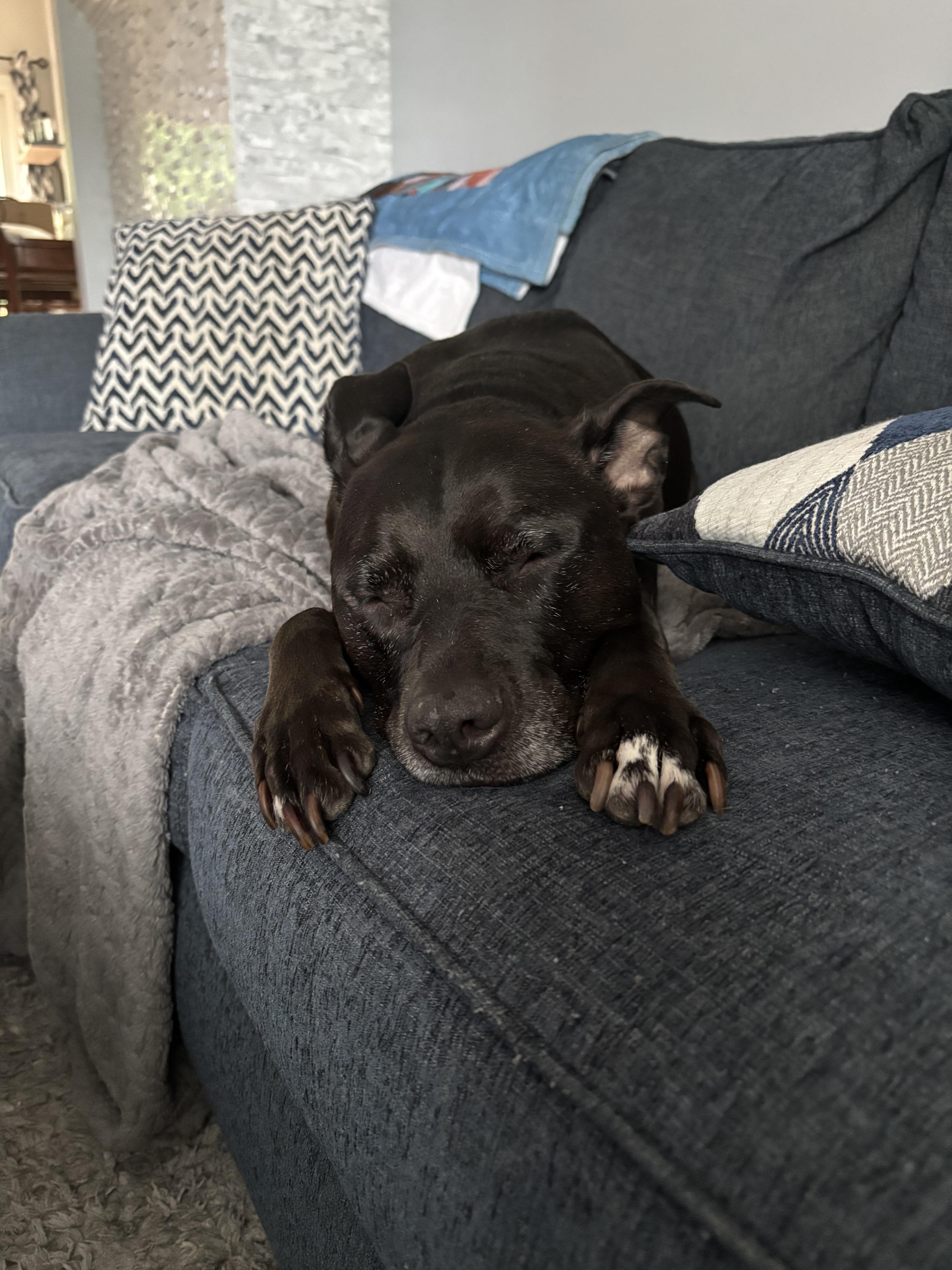 Enlarge Cali, a Adoptable mixed breed in Merrimac, MA image 4/4