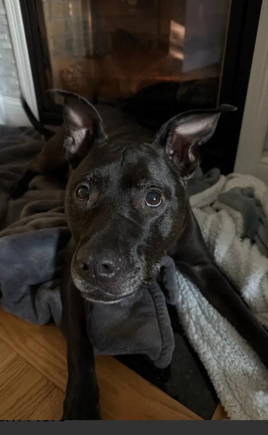 Enlarge Cali, a Adoptable mixed breed in Merrimac, MA image 1/4