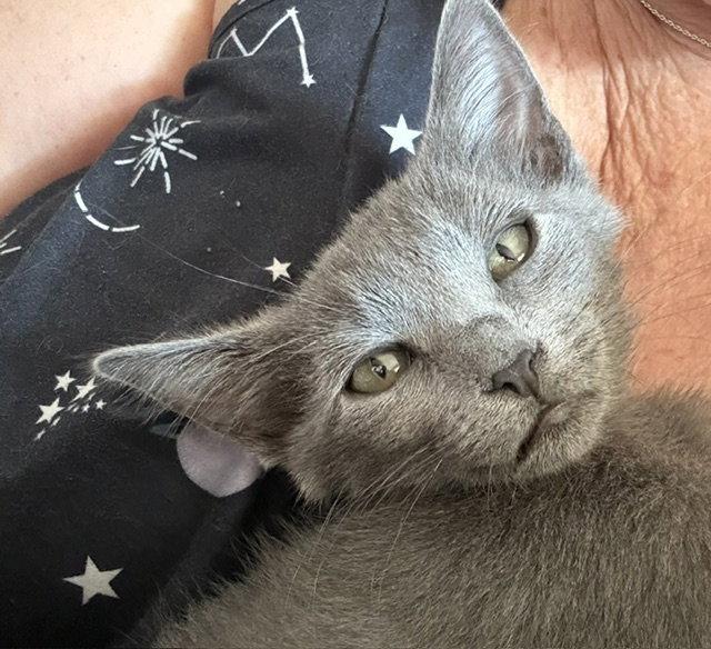 Dolly (bonded with Rosie), a Adopted Domestic Medium Hair in Antioch, CA image 1/2
