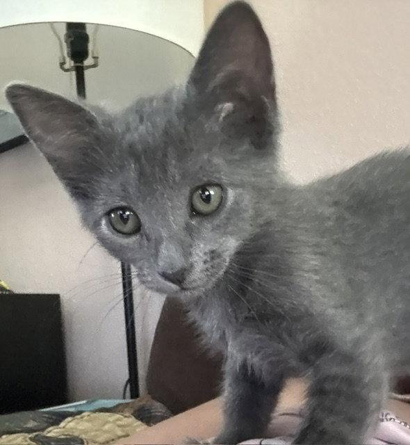 Dolly (bonded with Rosie), a Adopted Domestic Medium Hair in Antioch, CA image 2/2