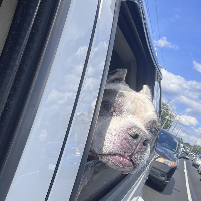Pops, Adoptable, Senior Male American Bully & American Bulldog.