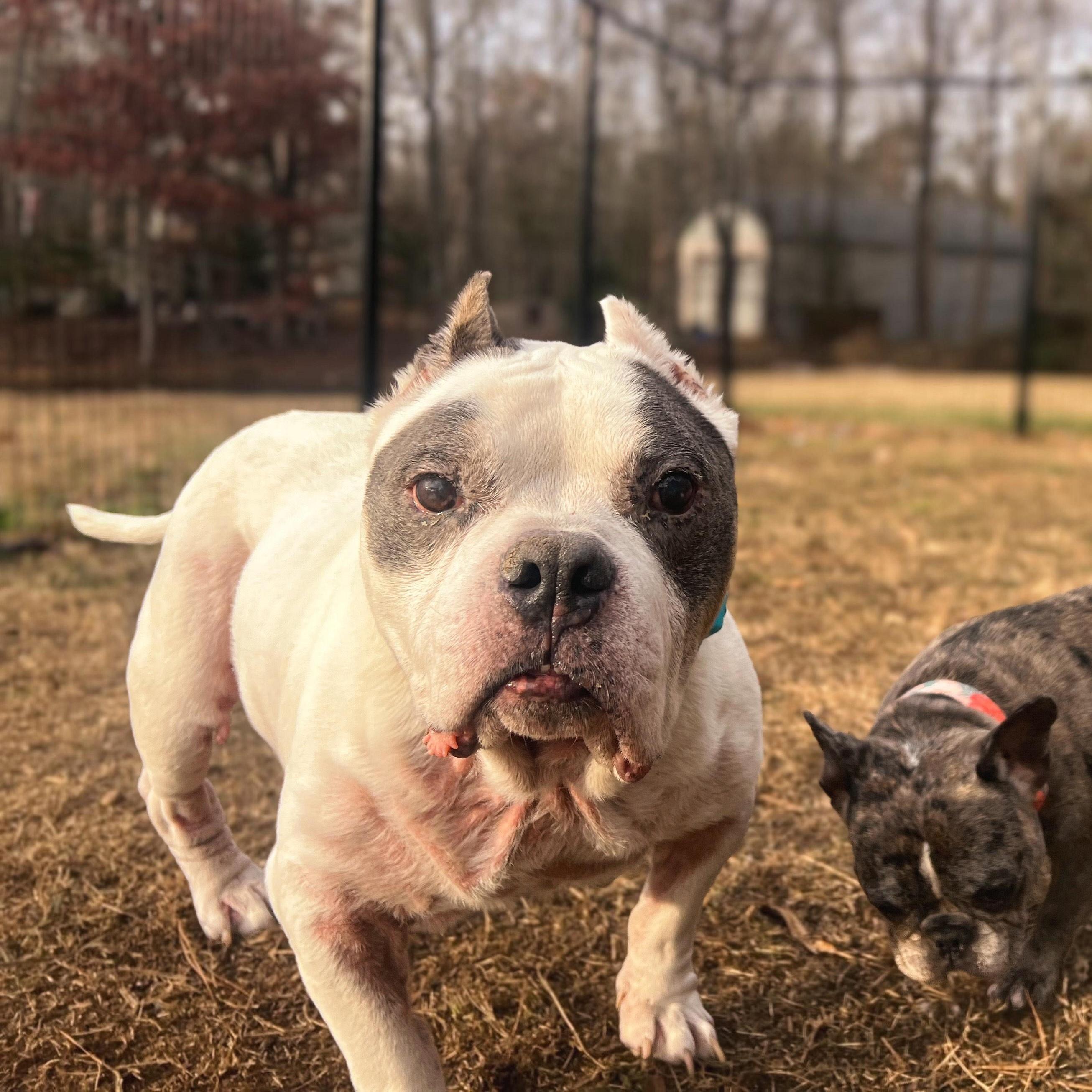 Pops, a Adoptable mixed breed in Midlothian, VA image 3/6