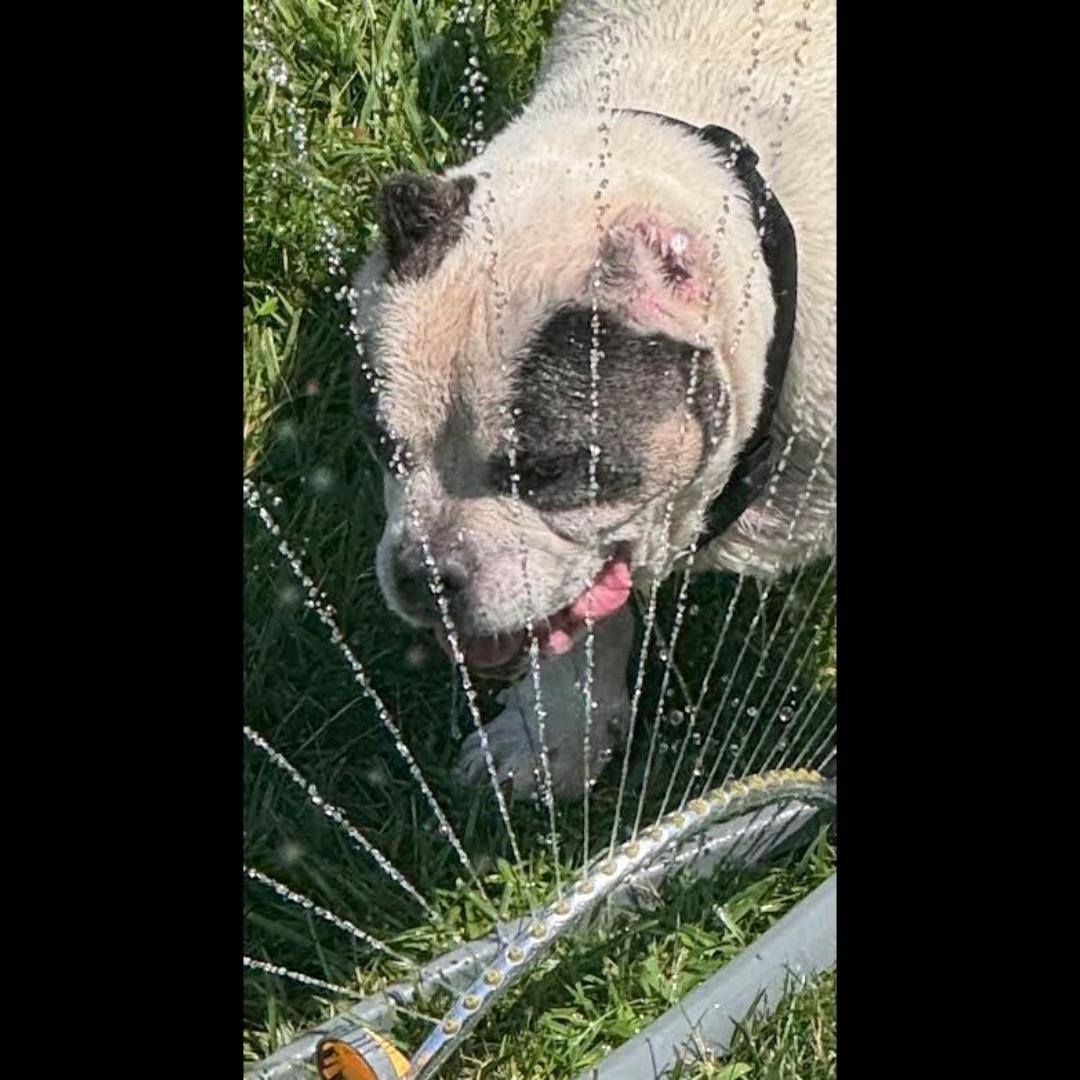Pops, Adoptable, Senior Male American Bully & American Bulldog.