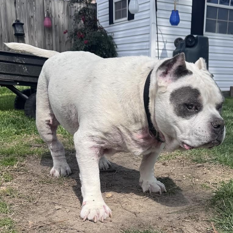 Pops, a Adoptable mixed breed in Midlothian, VA image 6/6