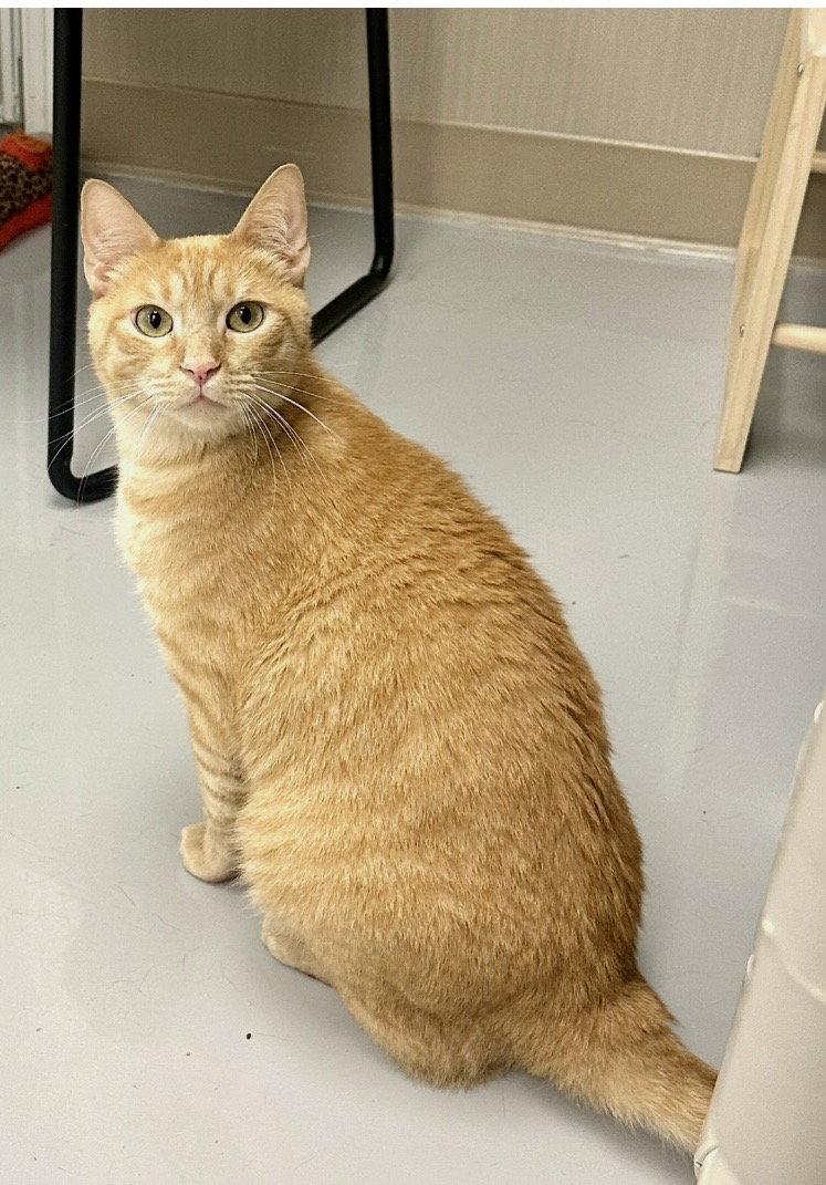 Enlarge Ty, a Adopted Tabby in West Hills, CA image 1/3