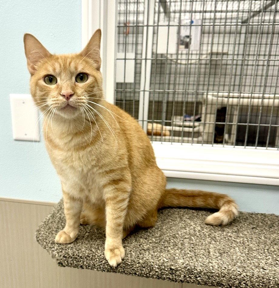 Enlarge Ty, a Adopted Tabby in West Hills, CA image 2/3