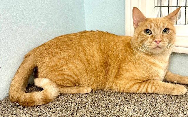 Enlarge Ty, a Adopted Tabby in West Hills, CA image 3/3