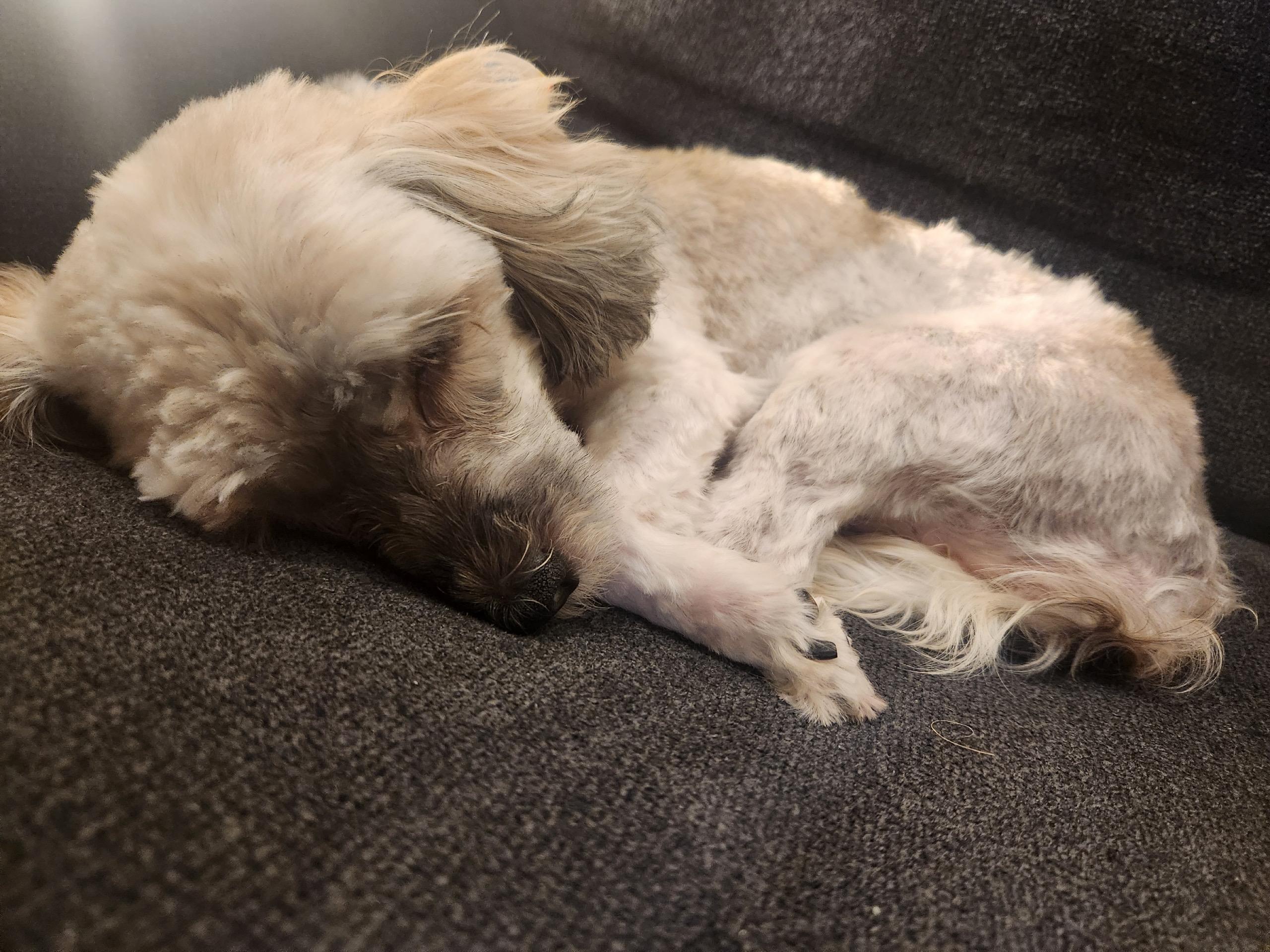 Sage in Wilmington, Delaware, a ADOPTABLE Havanese in Wilmington, DE image 4/5