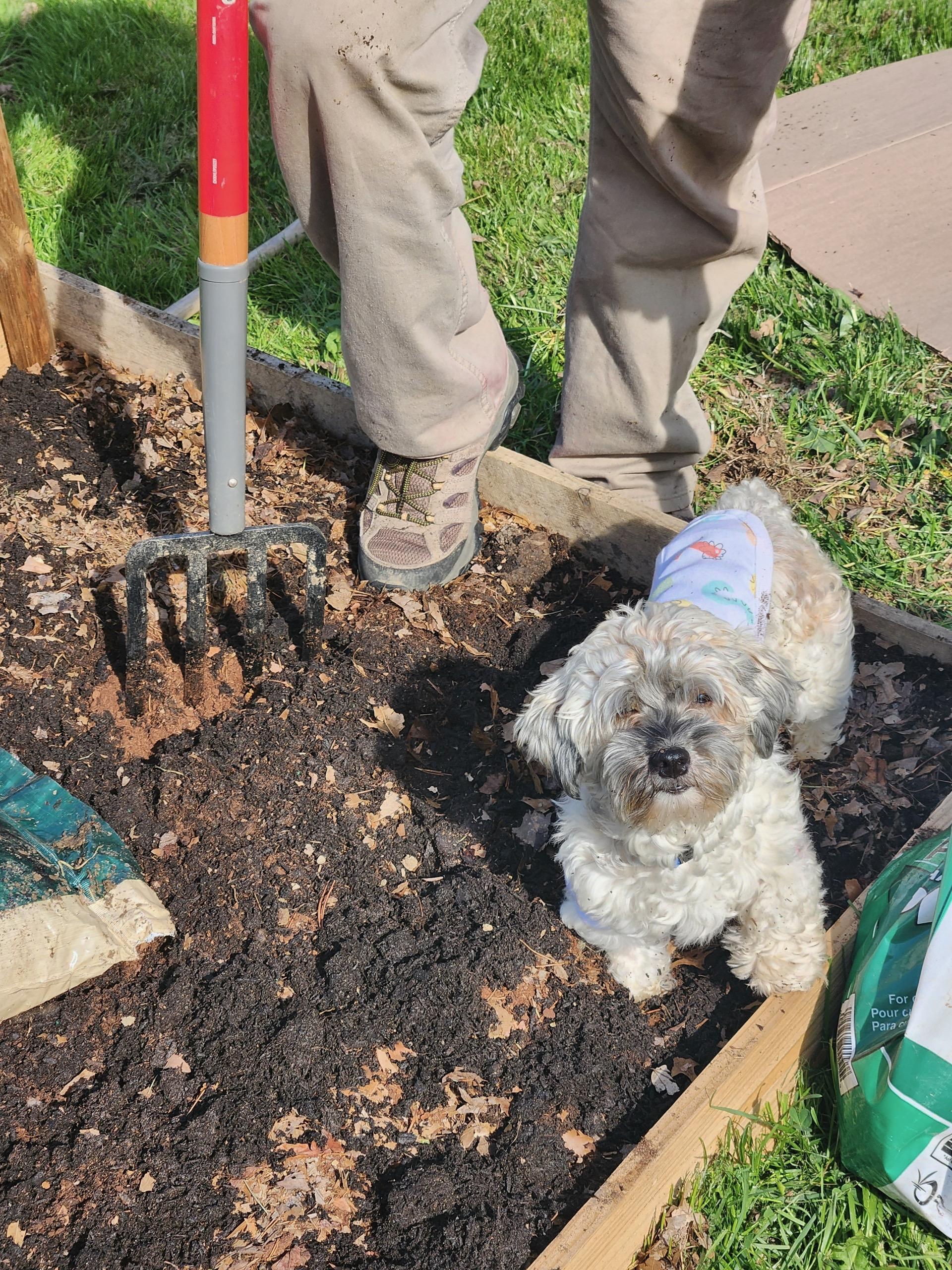 Sage in Wilmington, Delaware, a ADOPTABLE Havanese in Wilmington, DE image 3/5