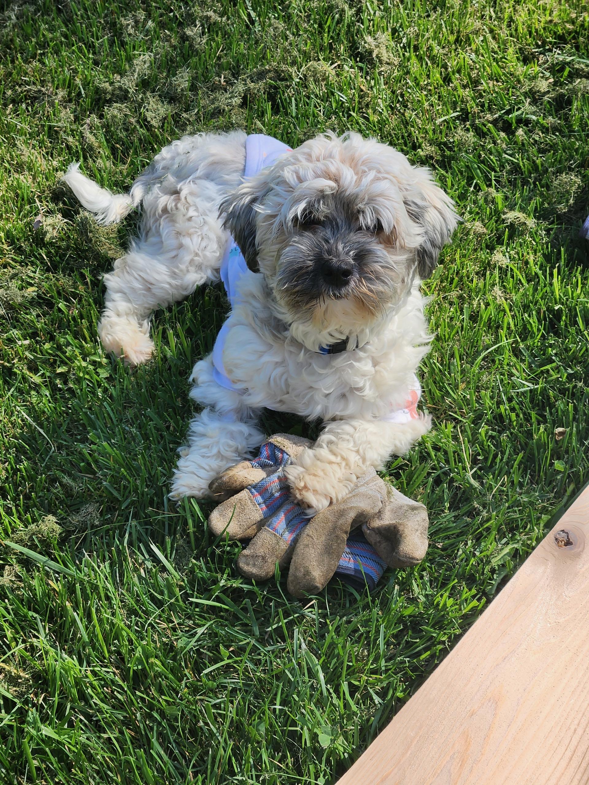 Sage in Wilmington, Delaware, a ADOPTABLE Havanese in Wilmington, DE image 1/5