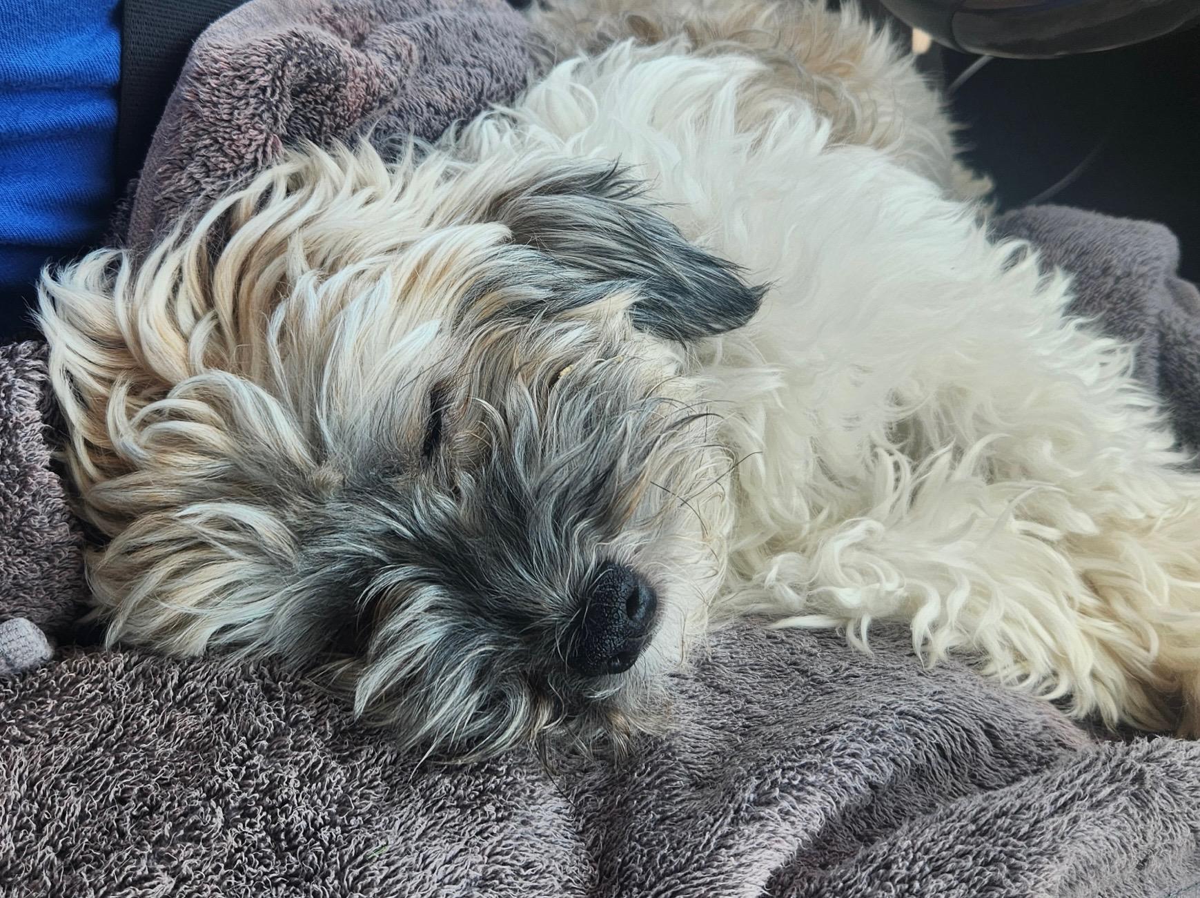Sage in Wilmington, Delaware, a ADOPTABLE Havanese in Wilmington, DE image 2/5