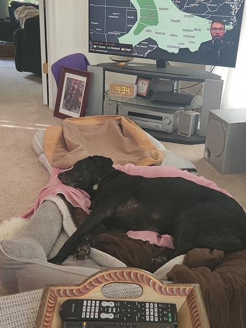 Oakley, a ADOPTABLE Hound in Richmond, VA image 5/6