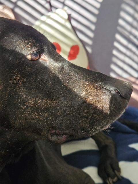 Oakley, a ADOPTABLE Hound in Richmond, VA image 2/6