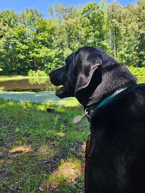 Oakley, ADOPTABLE, Senior Male Hound.