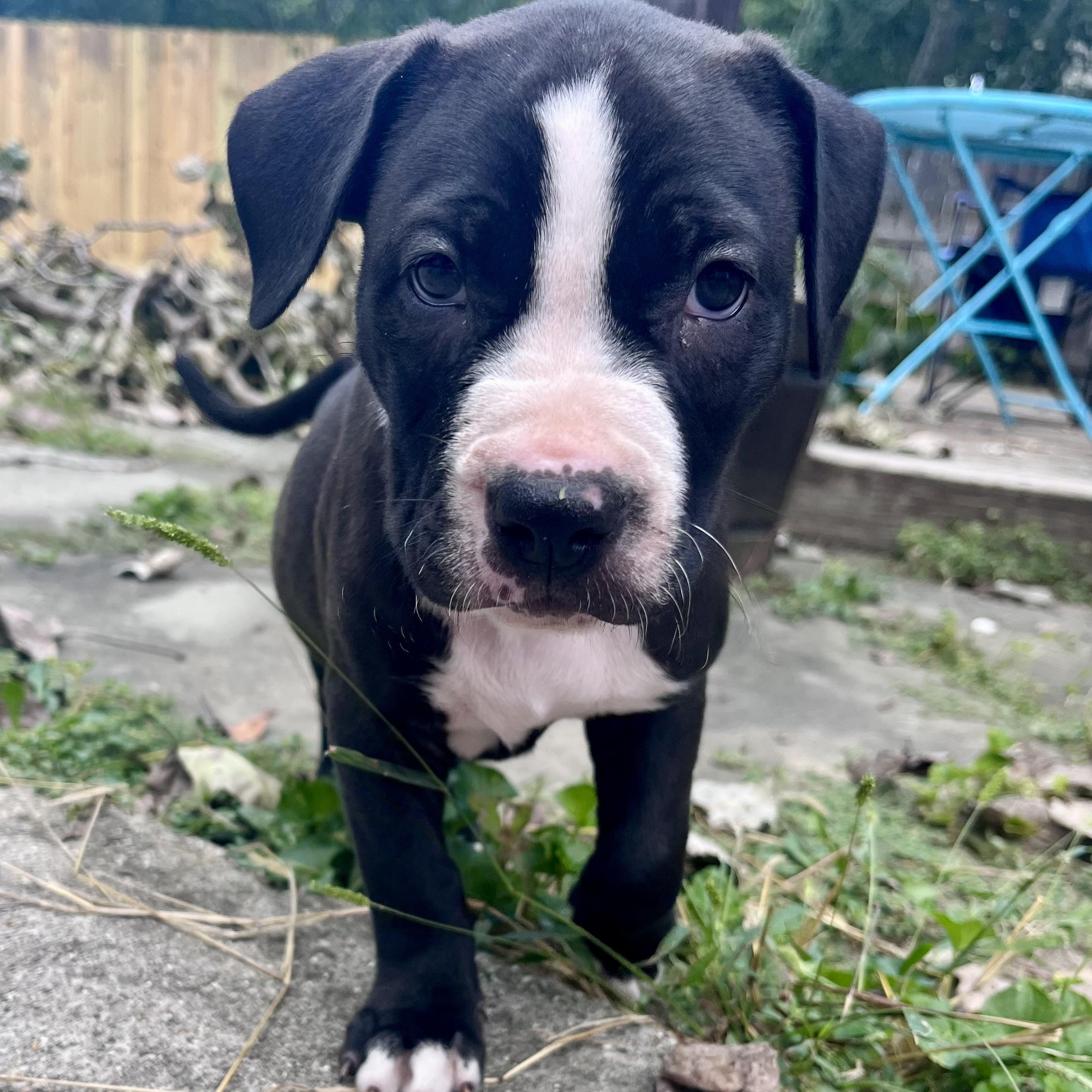 Callisto, Adopted, Puppy Female American Bulldog & Mixed Breed.