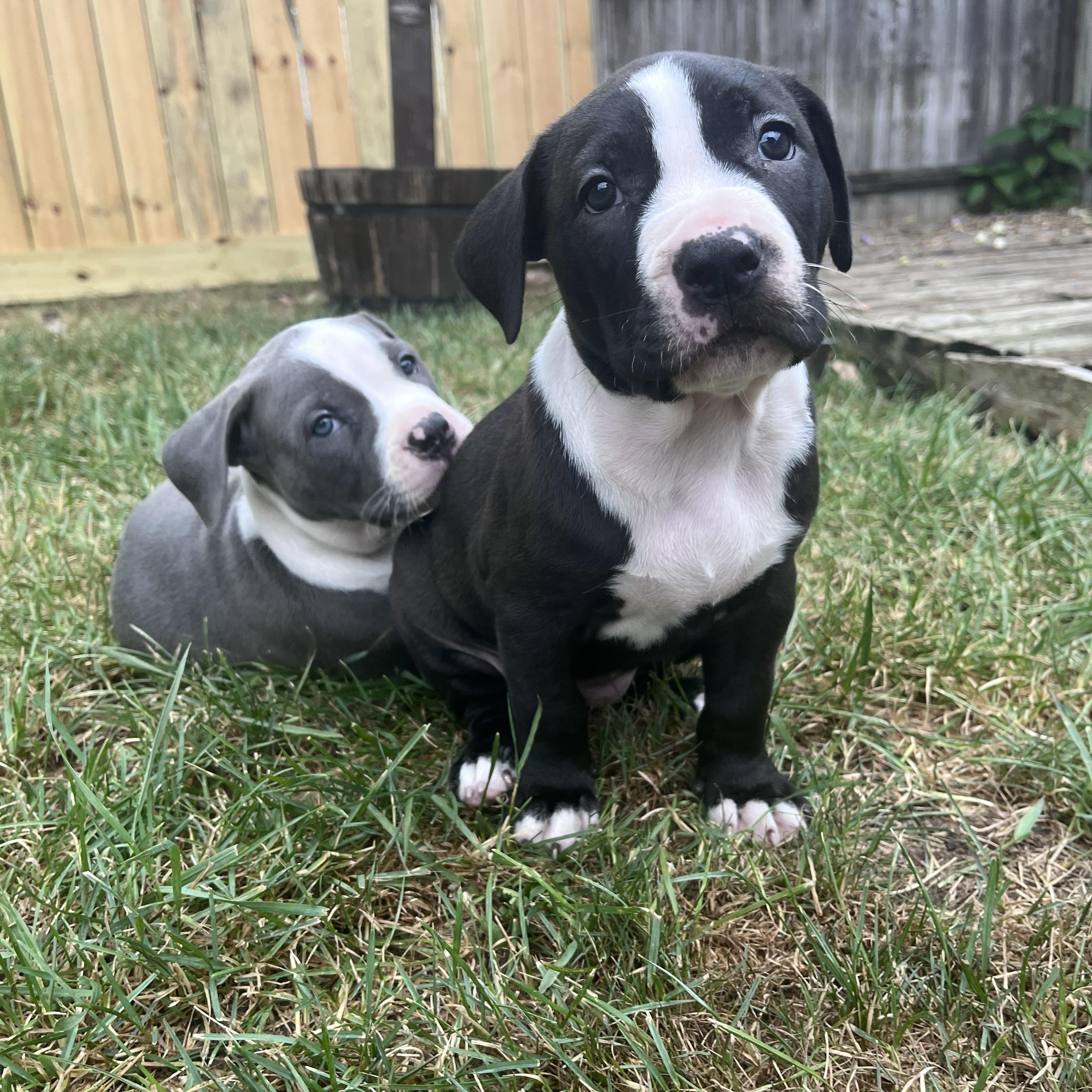 Enlarge Callisto, a Adopted mixed breed in Detroit, MI image 2/3