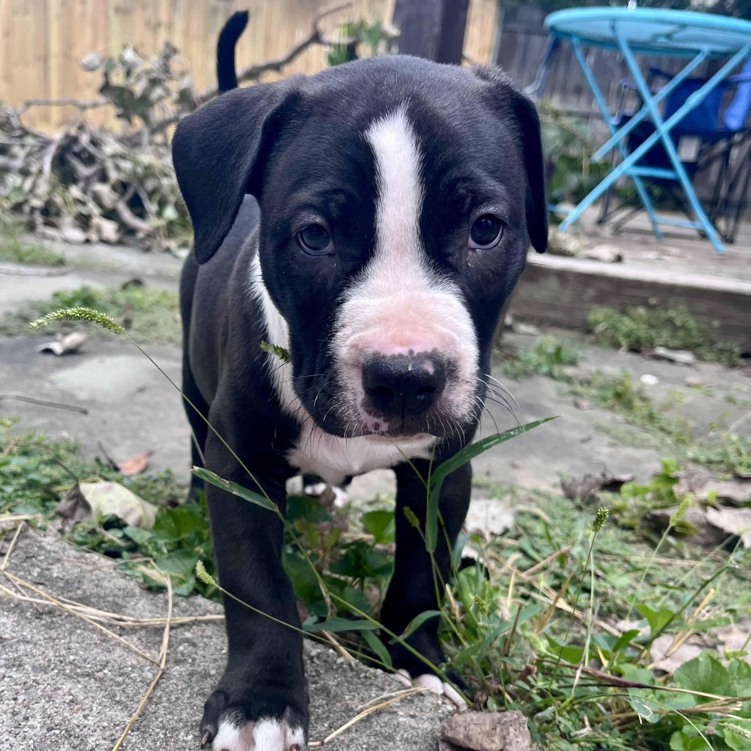 Enlarge Callisto, a Adopted mixed breed in Detroit, MI image 3/3