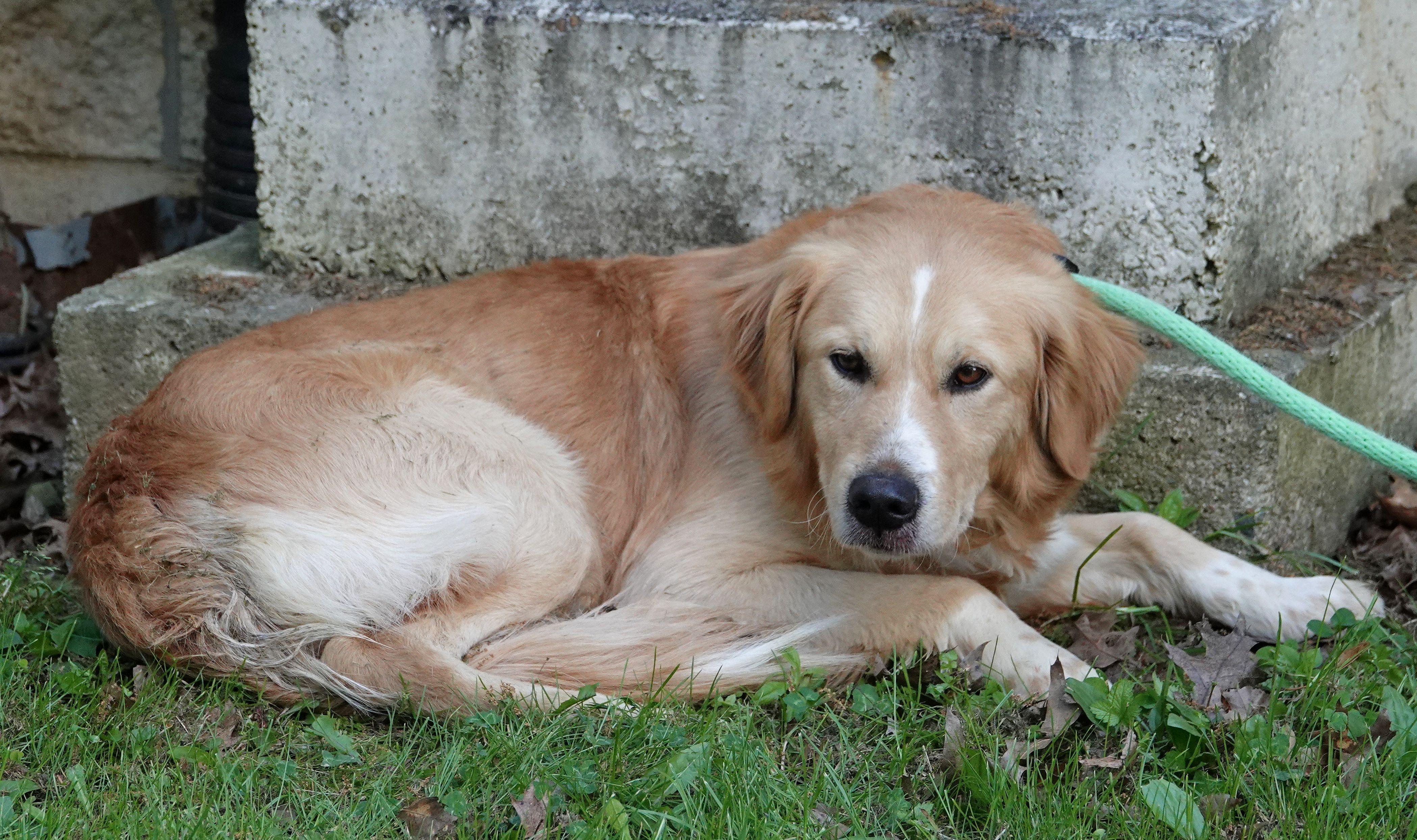 Enlarge Mustang, a ADOPTABLE mixed breed in Millfield, OH image 2/2