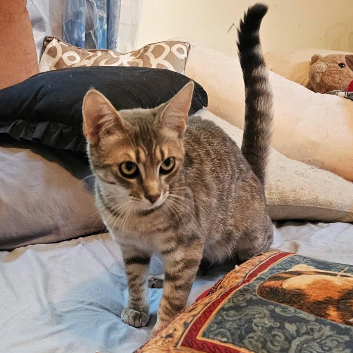 Enlarge 0126-160 Sage, a Adoptable Domestic Short Hair in Abingdon, MD image 2/4