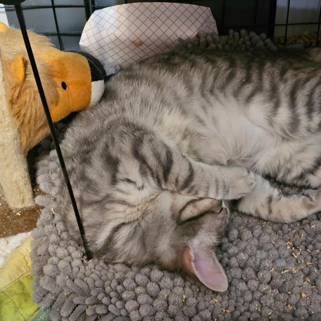 Enlarge 0126-160 Sage, a Adoptable Domestic Short Hair in Abingdon, MD image 3/4