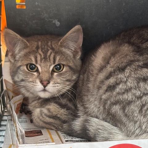 Enlarge 0126-160 Sage, a Adoptable Domestic Short Hair in Abingdon, MD image 4/4