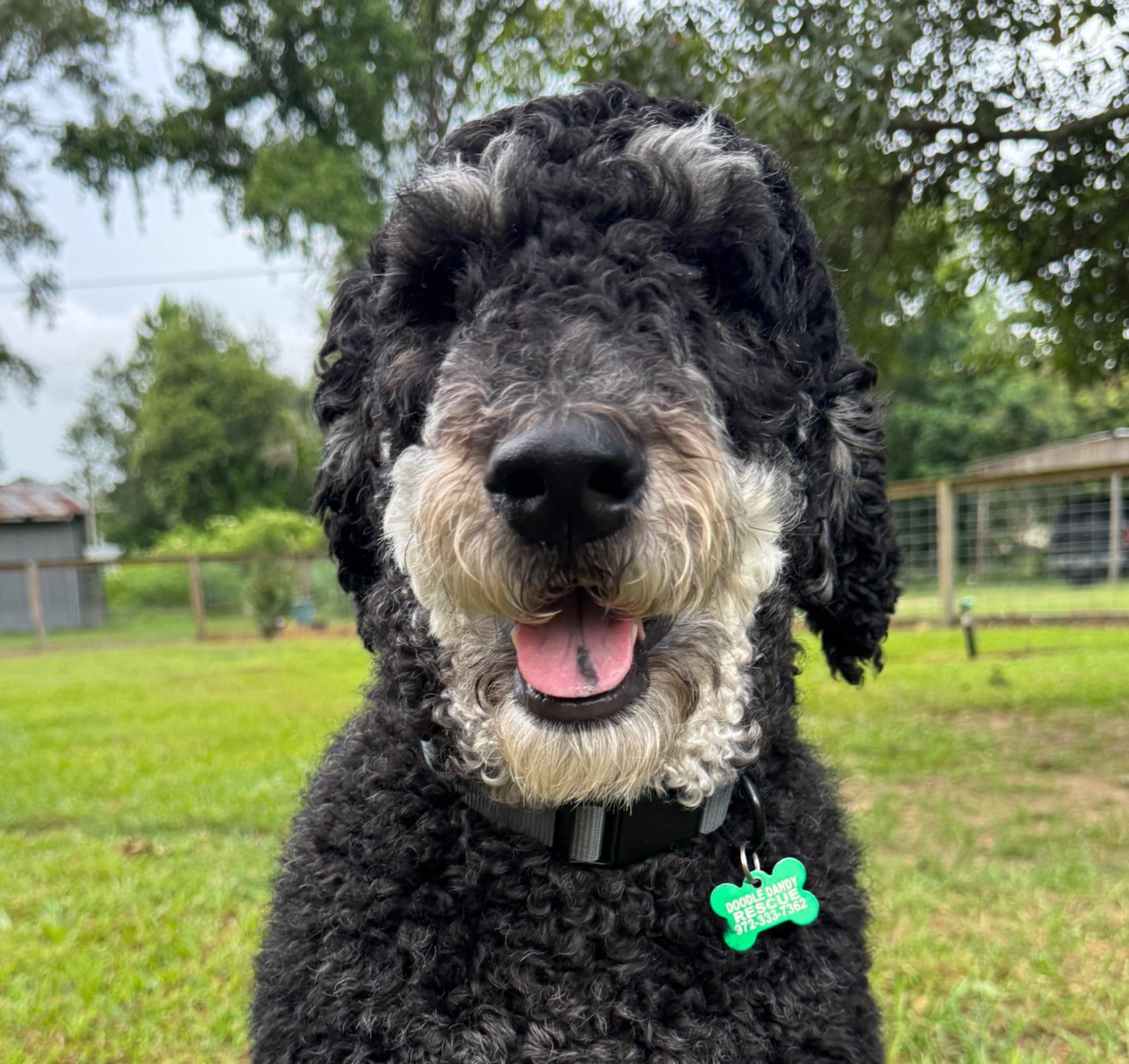 Raven, a ADOPTABLE Labradoodle in Garland, TX image 3/4