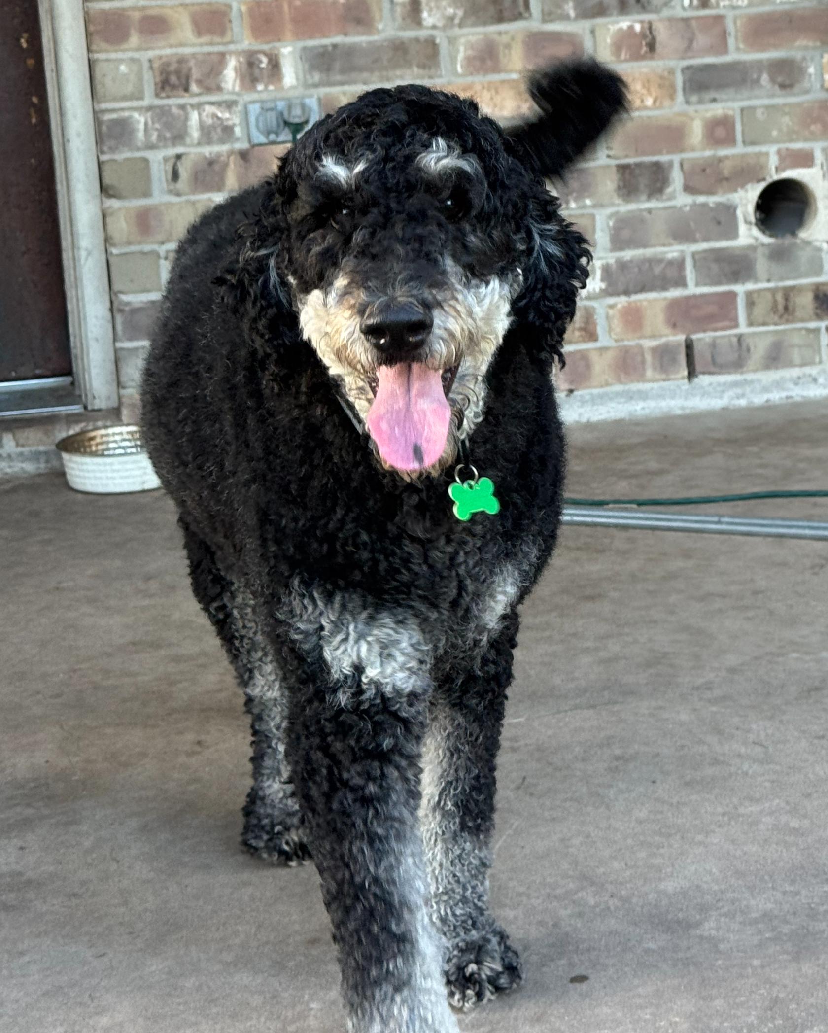Raven, a ADOPTABLE Labradoodle in Garland, TX image 4/4