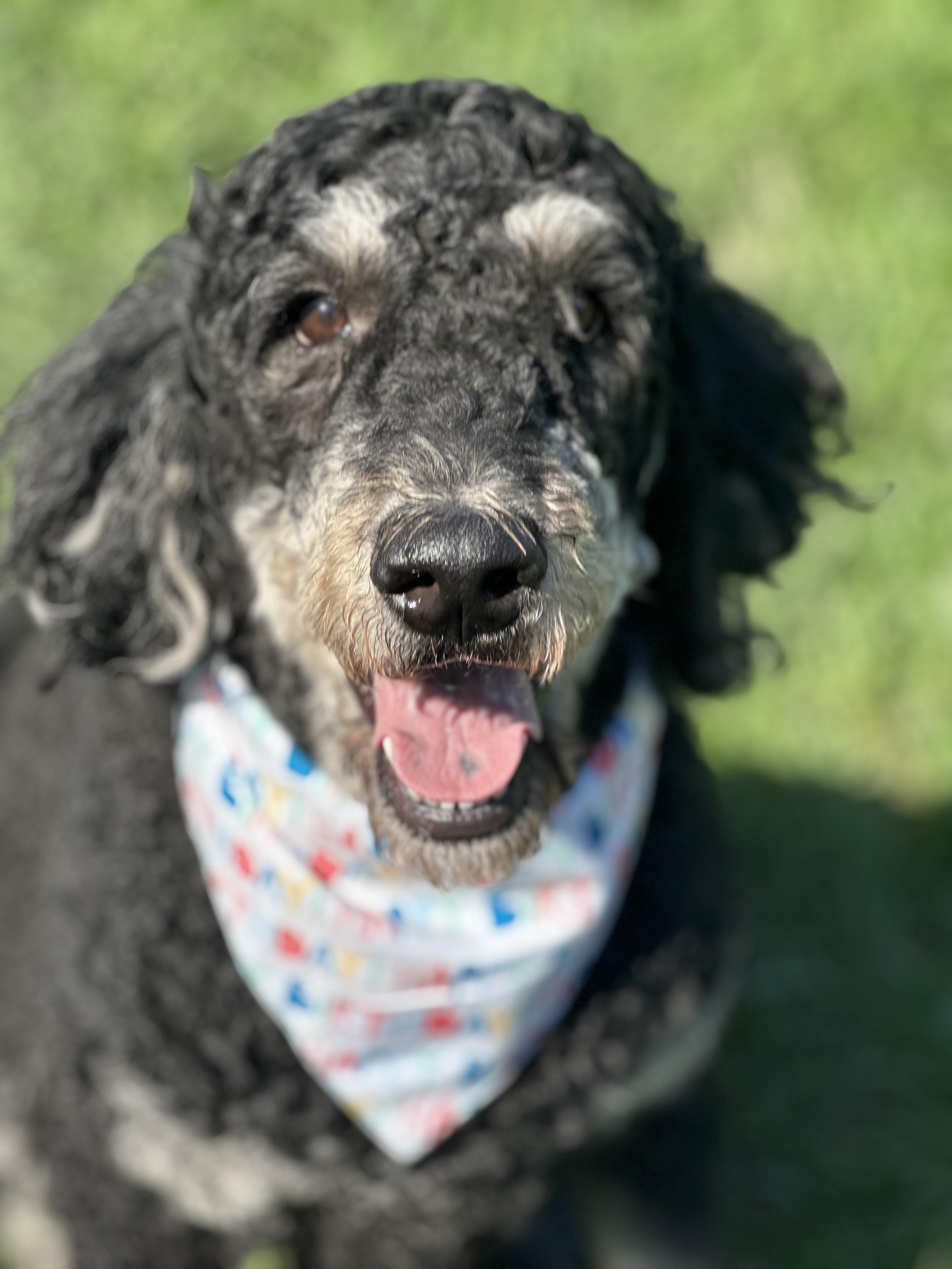 Raven, a ADOPTABLE Labradoodle in Garland, TX image 2/4