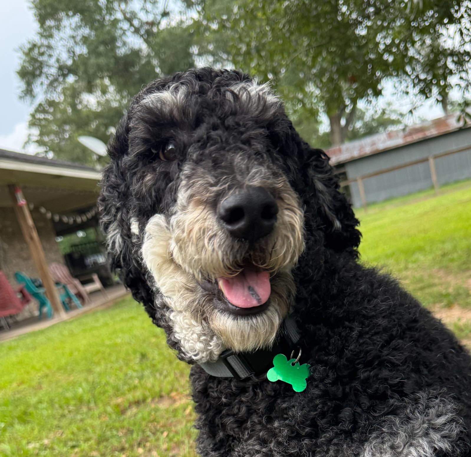 Raven, a ADOPTABLE Labradoodle in Garland, TX image 1/4