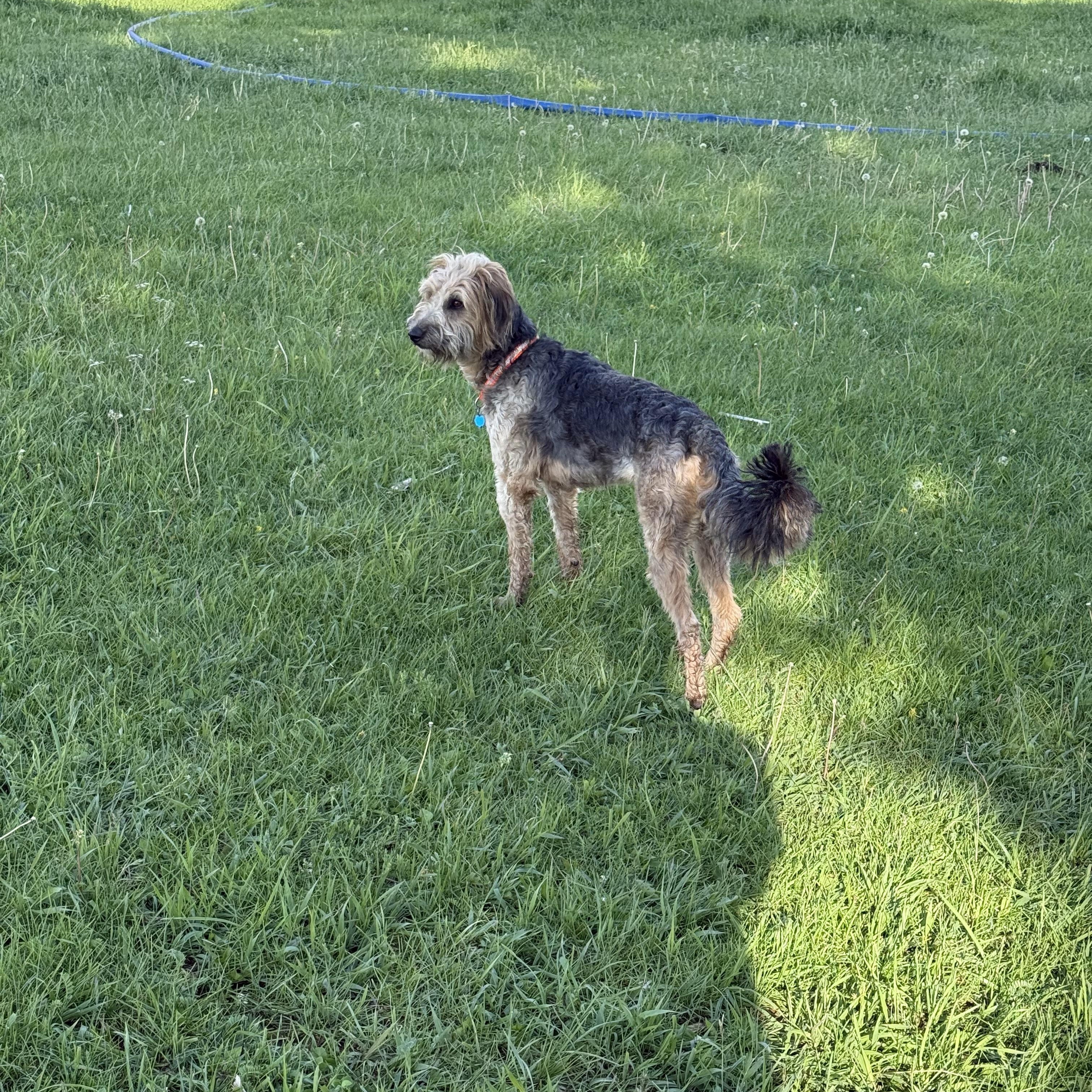 GOOSE