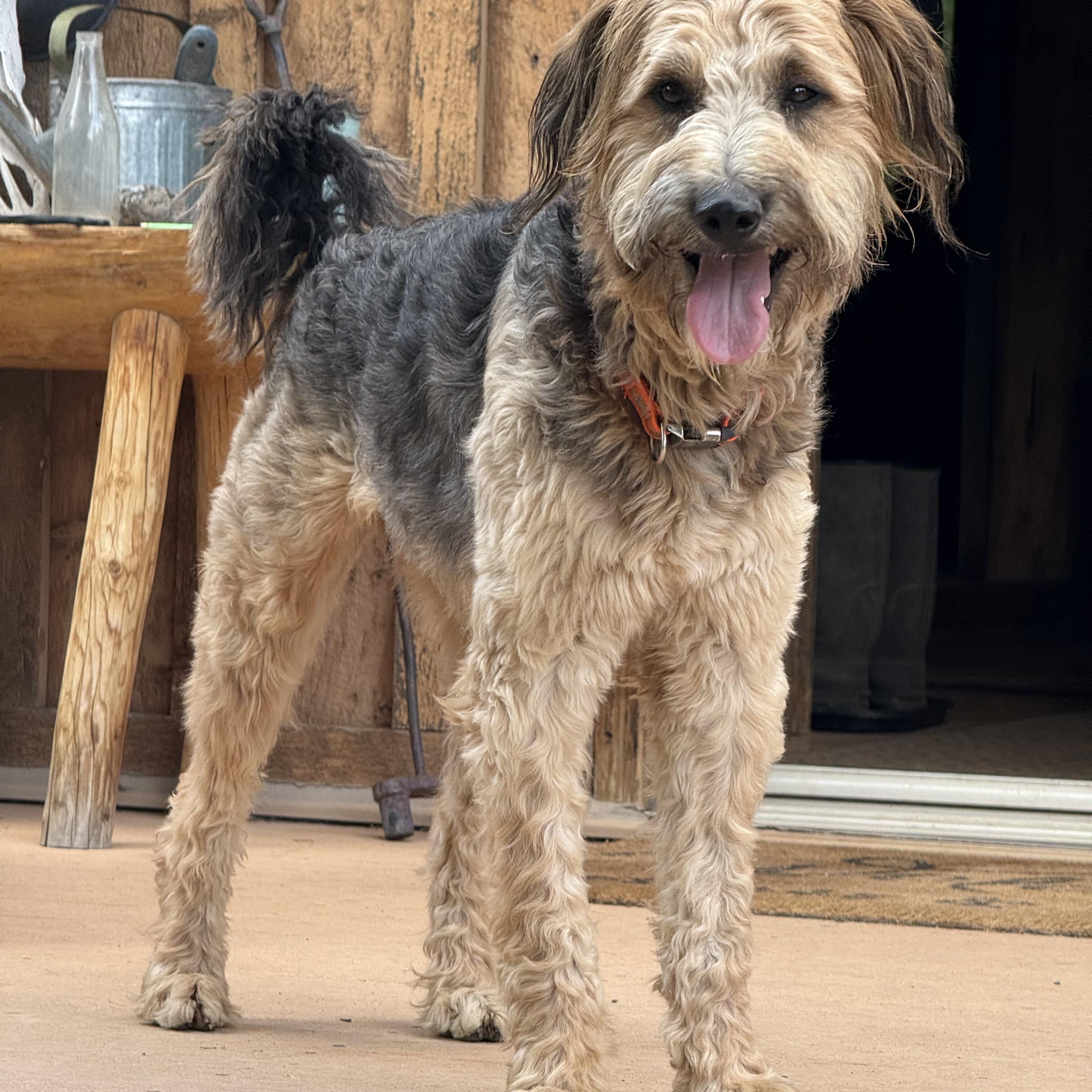 GOOSE, an adoptable Airedale Terrier, Australian Shepherd in Dubois, WY, 82513 | Photo Image 3