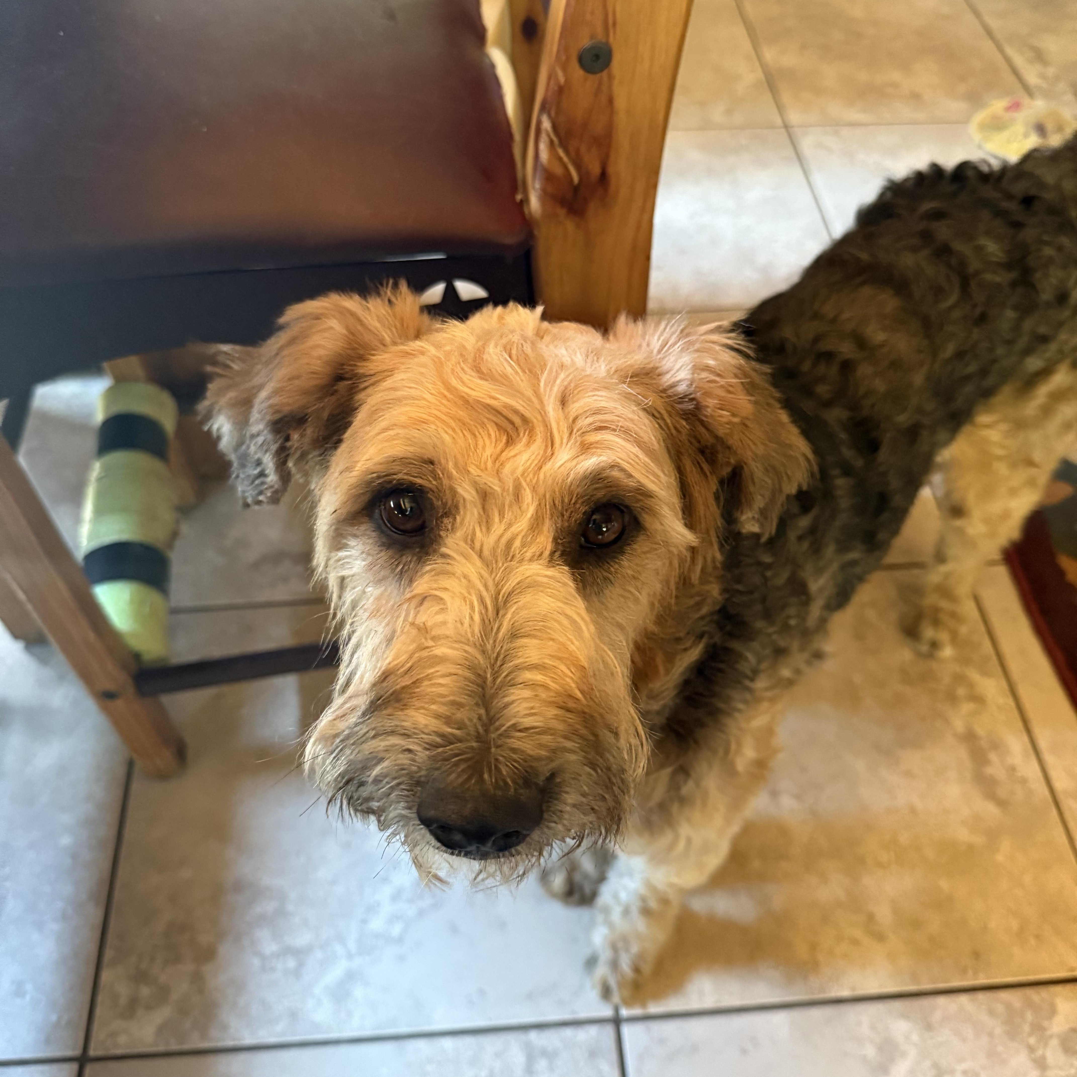 GOOSE, an adoptable Airedale Terrier, Australian Shepherd in Dubois, WY, 82513 | Photo Image 1