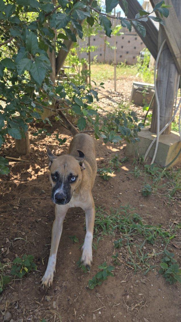 Lucky, an adoptable White German Shepherd, Husky in eugene, OR, 97402 | Photo Image 3