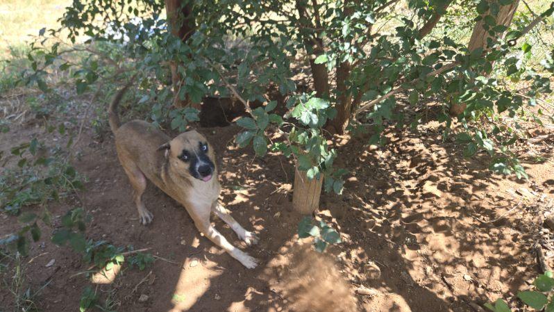 Lucky, an adoptable White German Shepherd, Husky in eugene, OR, 97402 | Photo Image 6
