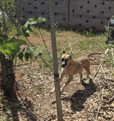 Lucky, an adoptable White German Shepherd, Husky in eugene, OR, 97402 | Photo Image 5