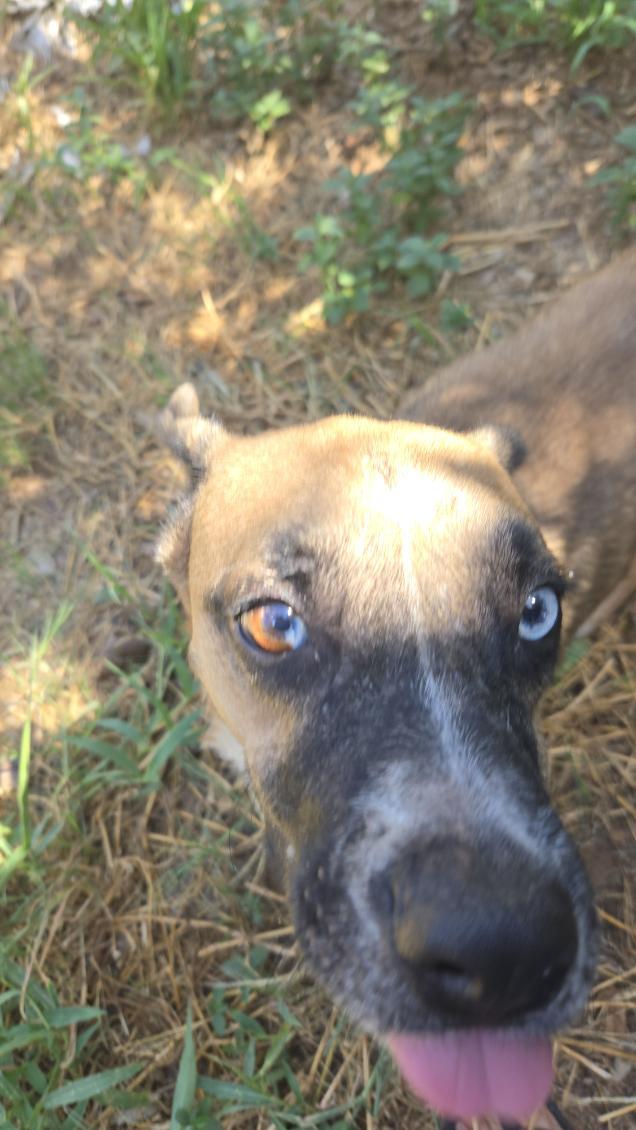 Lucky, an adoptable White German Shepherd, Husky in eugene, OR, 97402 | Photo Image 1