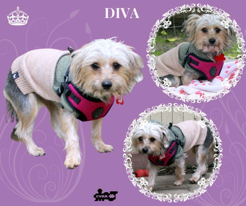 Diva thumbnail 2