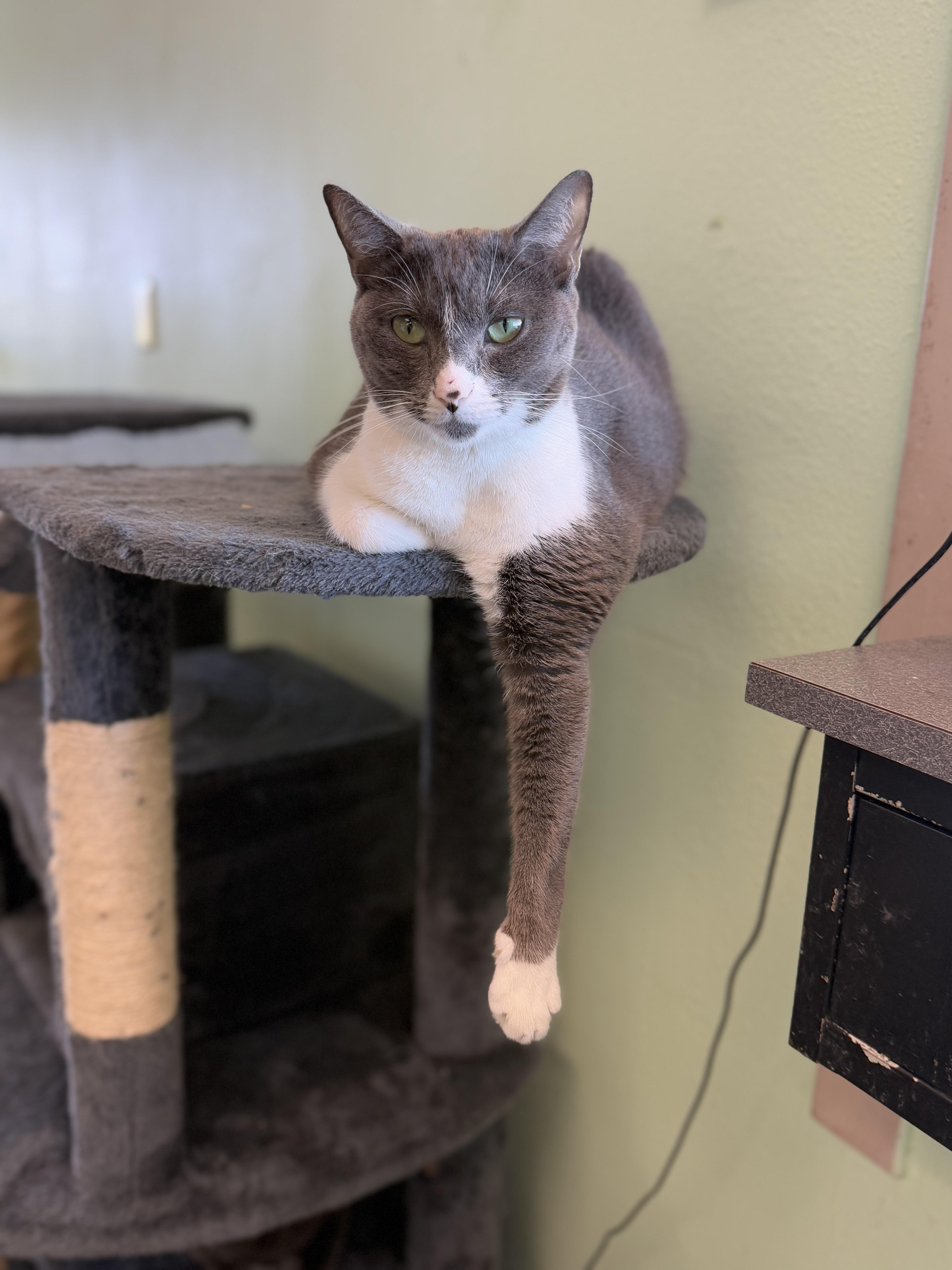 Enlarge Miss Kitty, a Adoptable mixed breed in Englewood, FL image 2/2