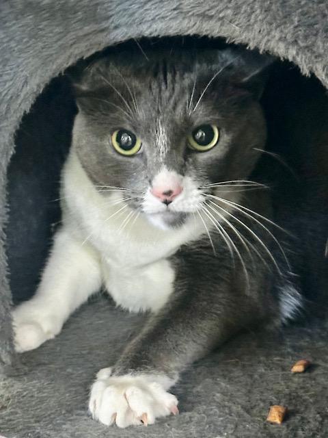 Enlarge Miss Kitty, a Adoptable mixed breed in Englewood, FL image 1/1