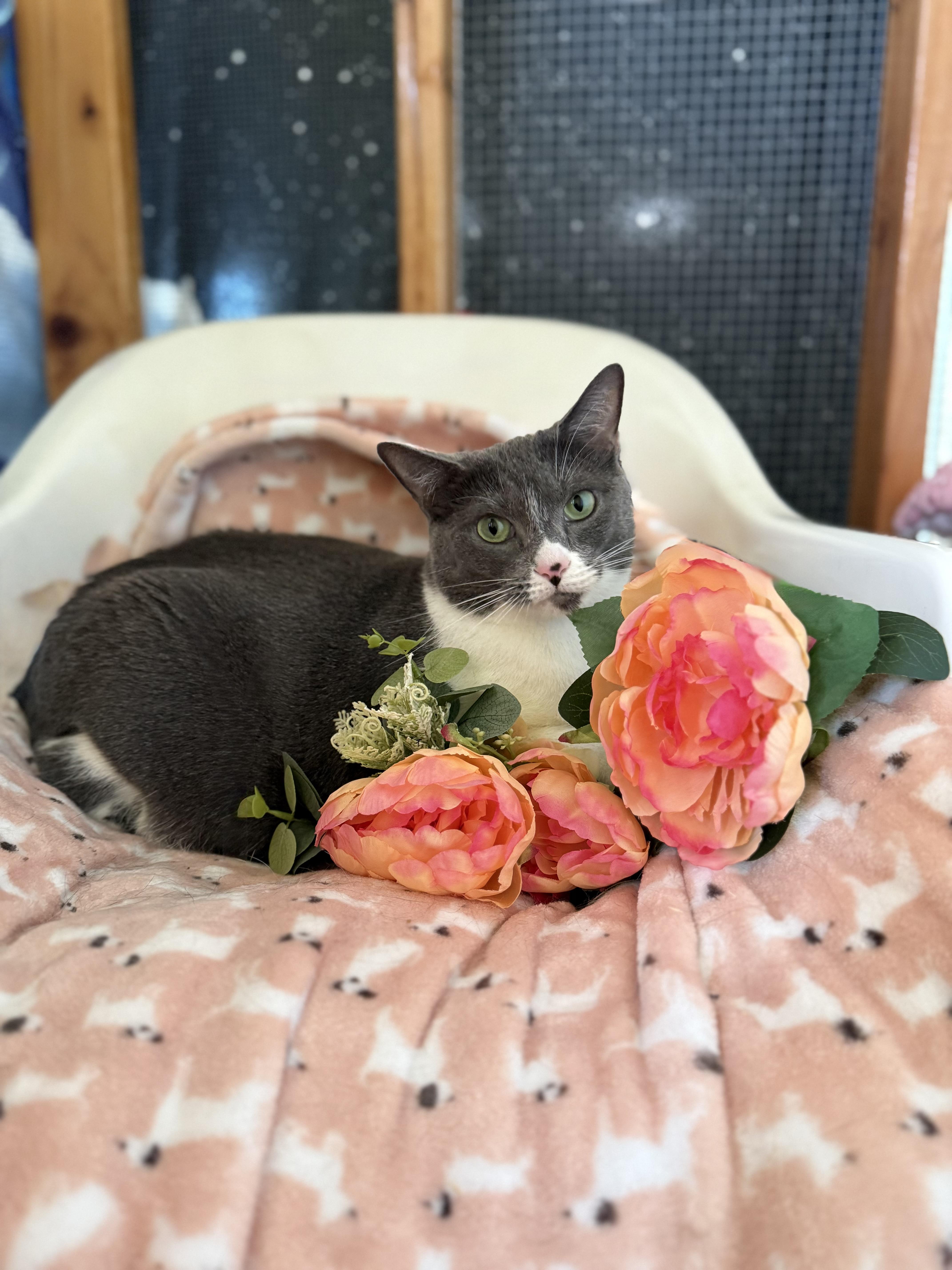 Enlarge Miss Kitty, a Adoptable mixed breed in Englewood, FL image 1/2