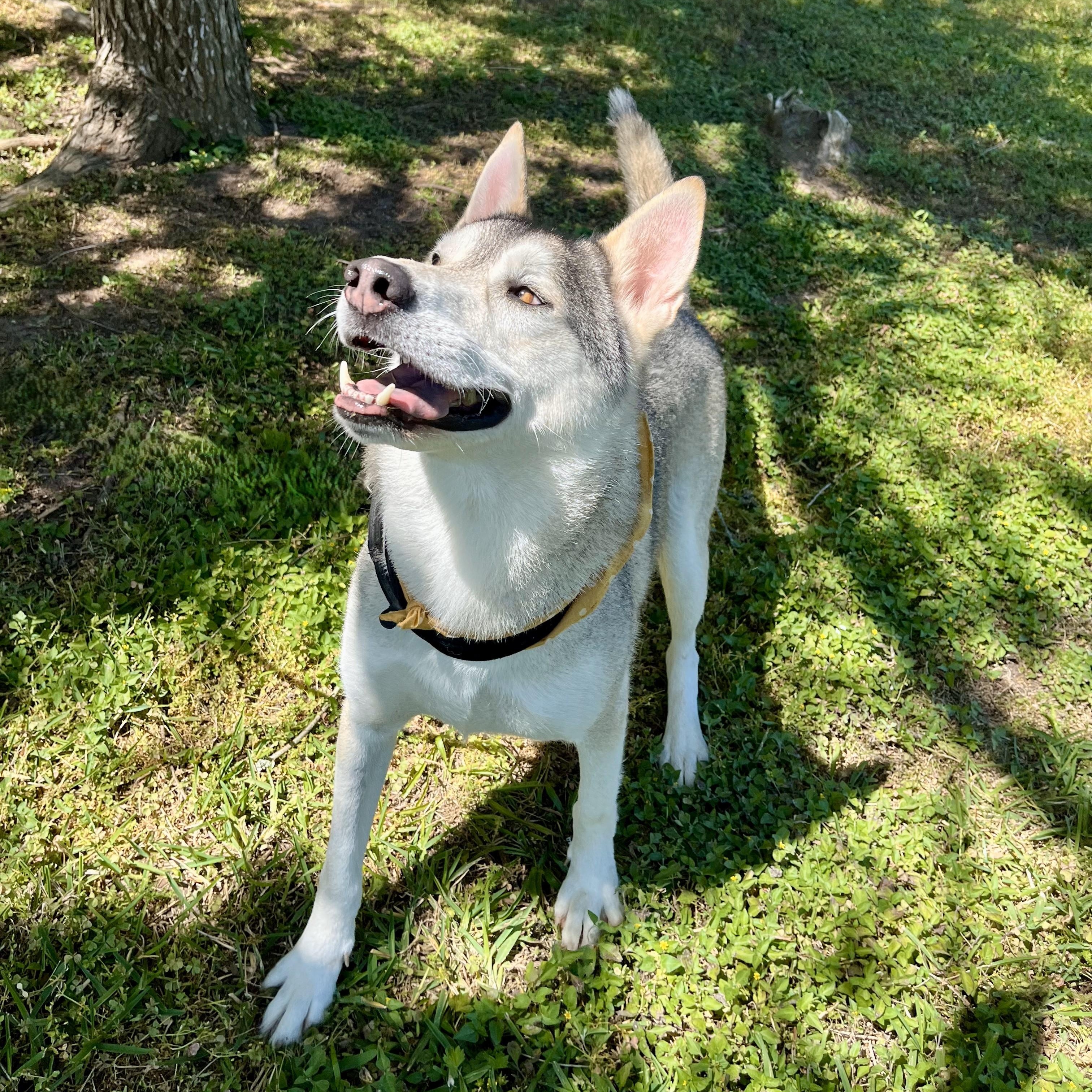 kiwi — thumbnail 2